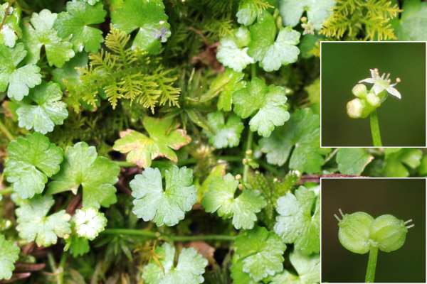 معرفی و راهنمای پرورش سبزی جات برگی - قدح مریم جاوه ای